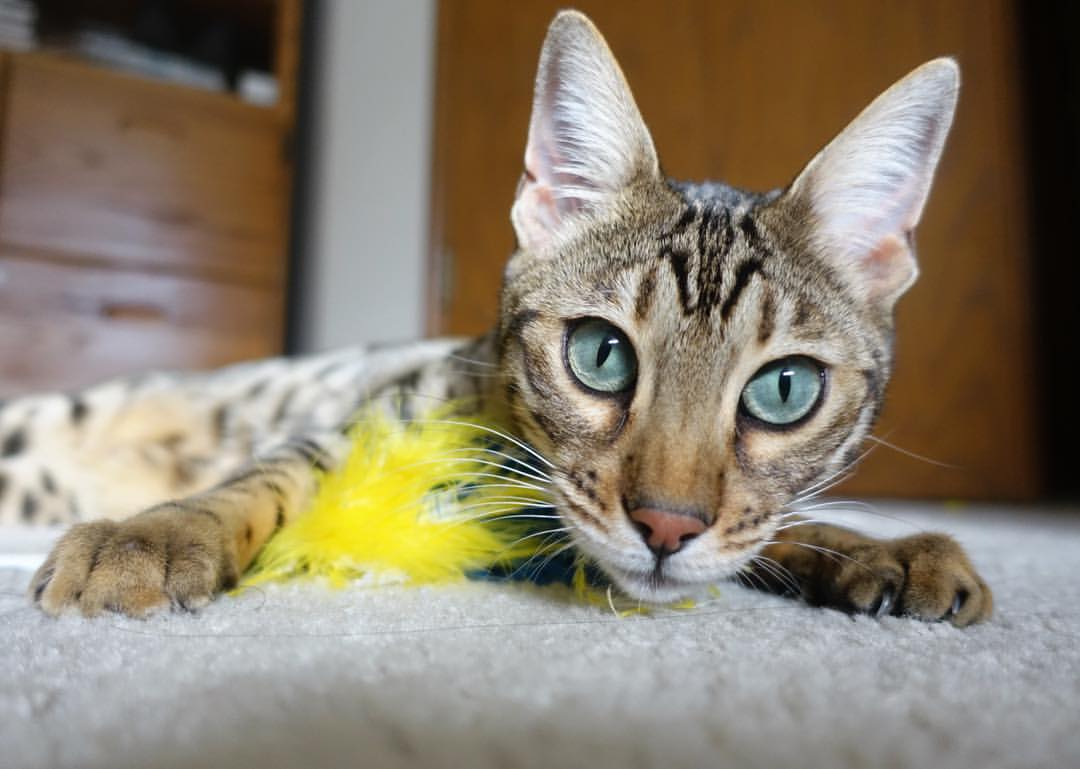 AYX GAMING-步行者队遭遇五连败！危机重重！，步行者队最新