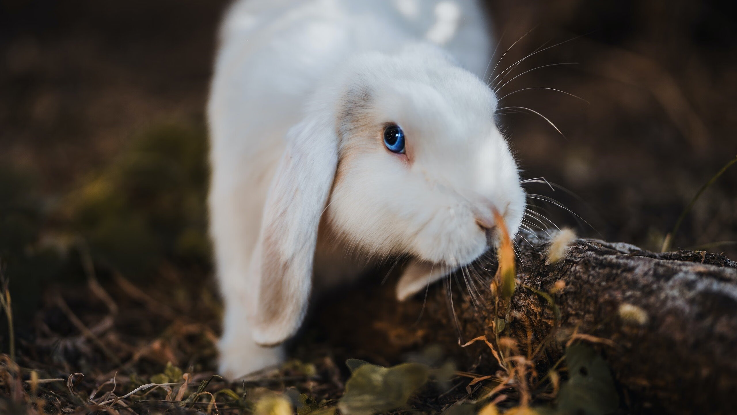 爱游戏电竞官网-波黑队球员状态稳定备战国际比赛，波黑足球队队员名单