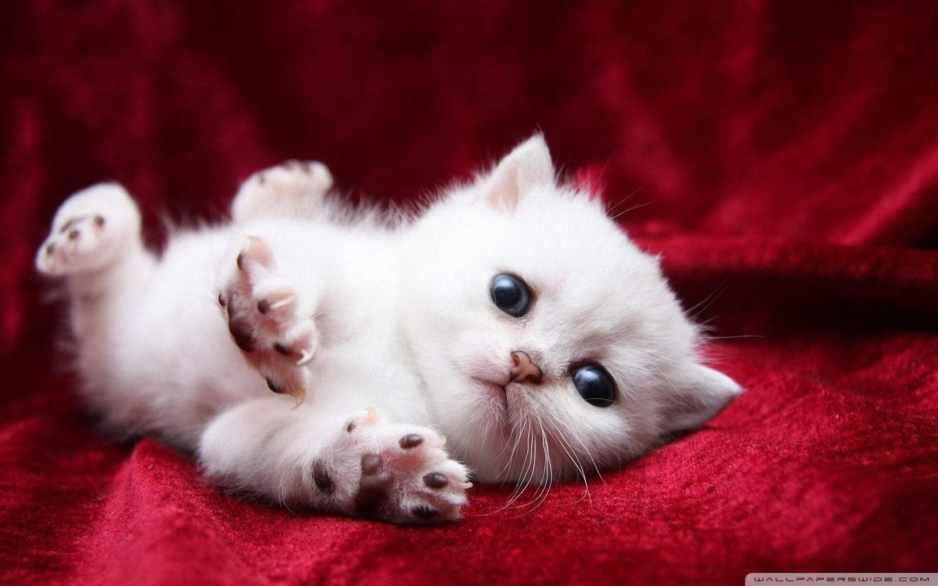 AYX体育-美国队在巴黎奥运会比赛中多次通过团队配合得分，美国队奥运会阵容