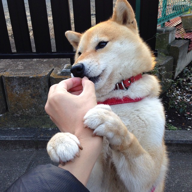 爱游戏下载-美国男篮在巴黎奥运会夺得金牌，美国男篮在巴黎奥运会夺得金牌的是谁