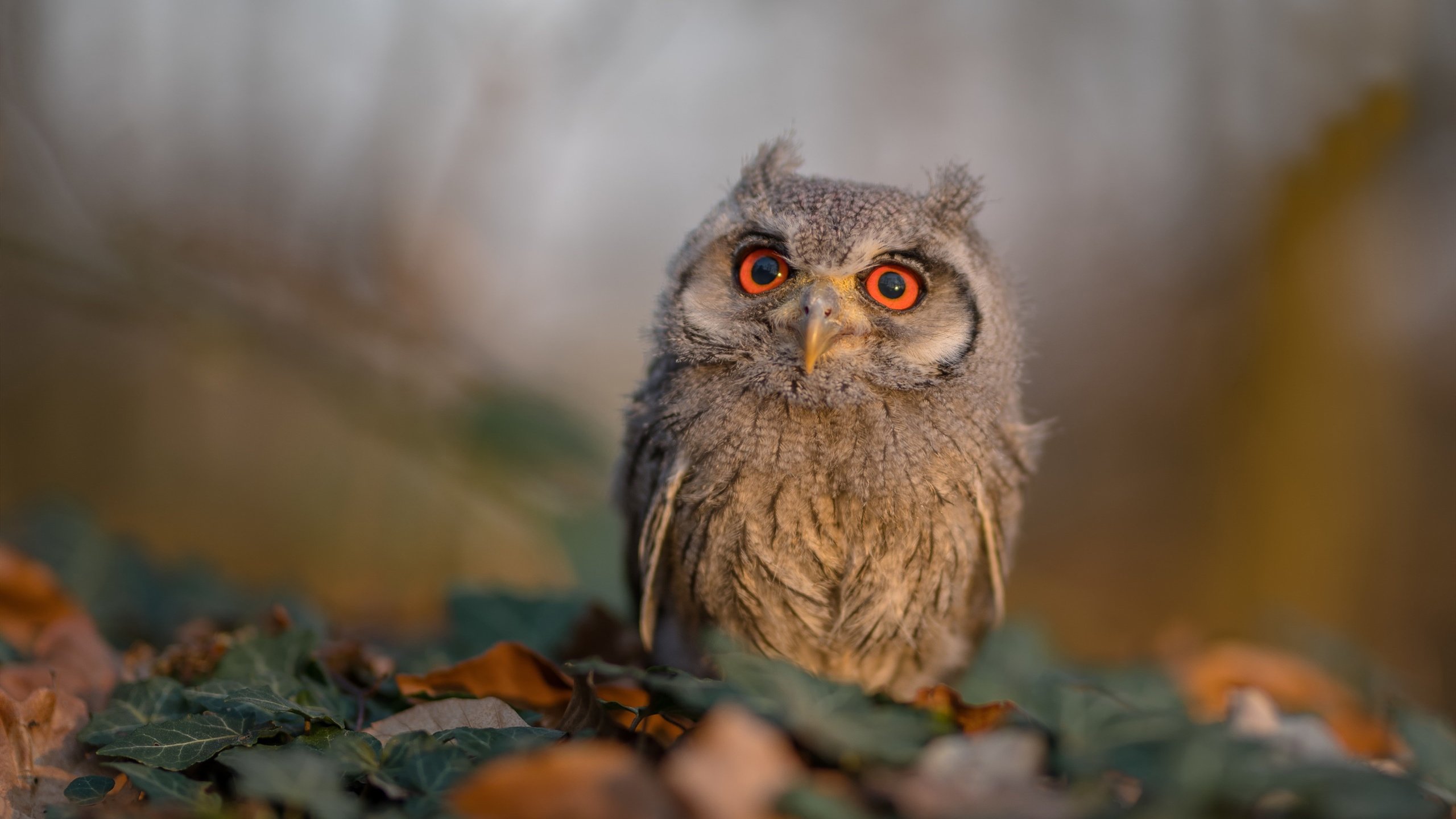 爱游戏体育APP下载-足坛新星崭露头角，成为球队关键球员，足球界新星