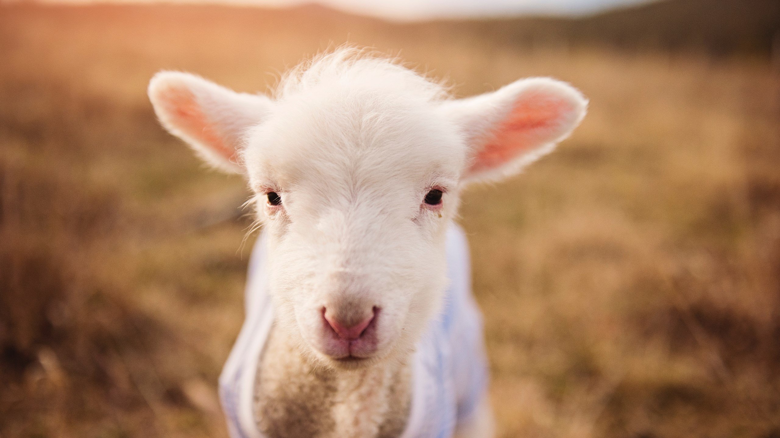 爱游戏体育官方网站-贝尔纳主罚点球遭逆转，马赛输球场外恐高挂彩，贝尔纳说过