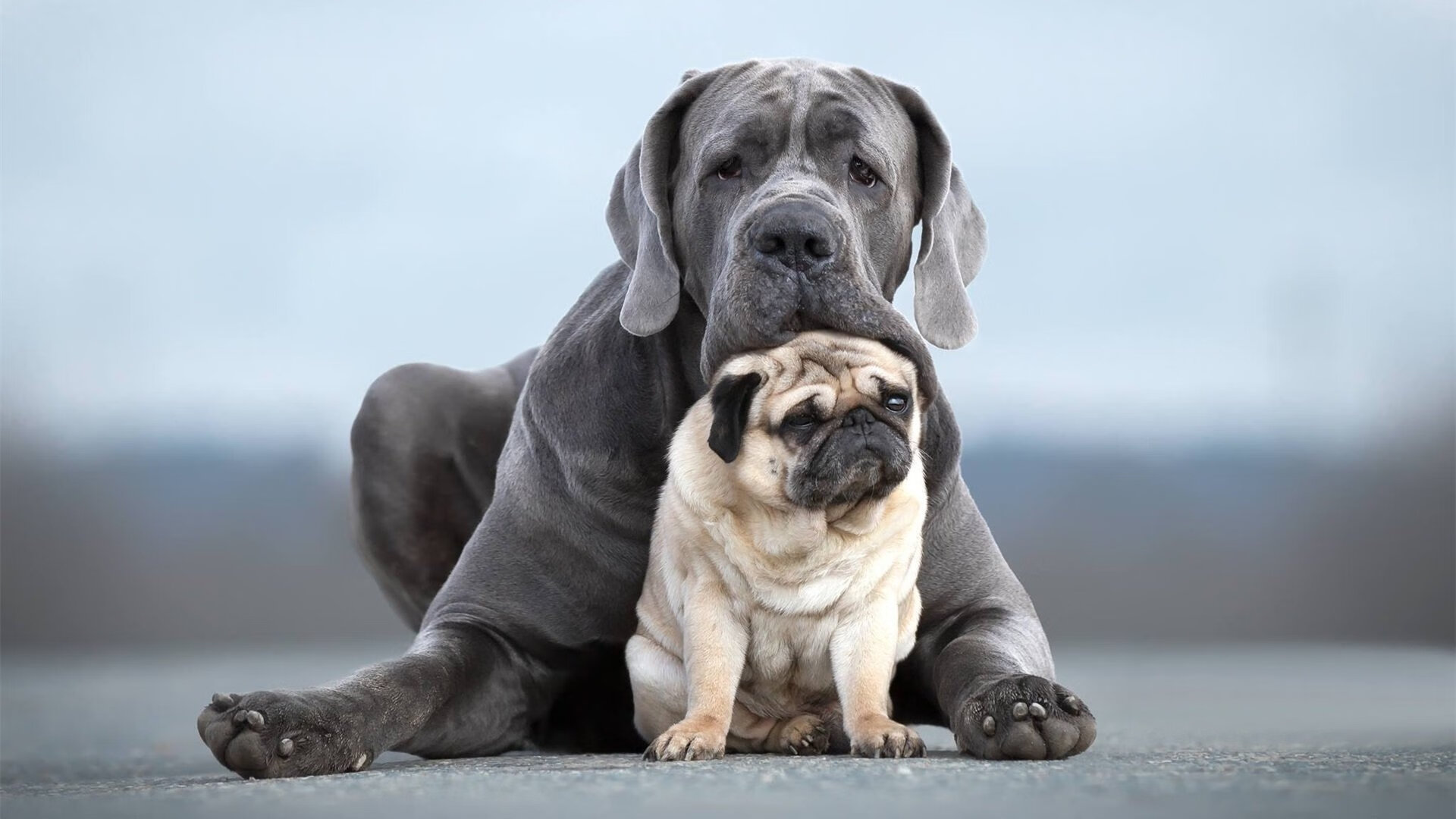 篮球运动员训练计划个性化制定与实施,篮球运动员身体素质训练计划