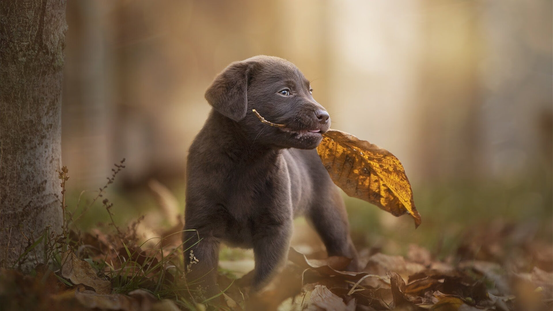 高校体育运动能力测试数据分析与应用，大学生体育锻炼数据分析