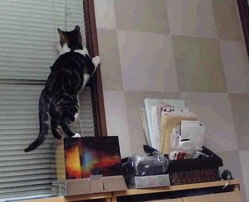 爱游戏中国官方登录入口网站-“金牛区城北体育馆：运动舞蹈带来视觉盛宴，舞者们的每一步都充满魅力”