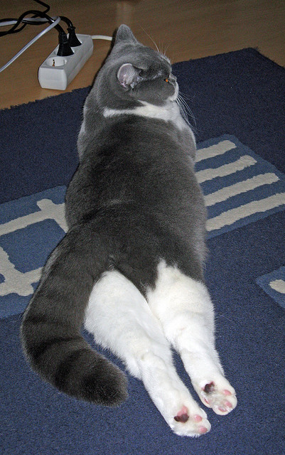 冠军之路上的关键一役，冠军之路是什么