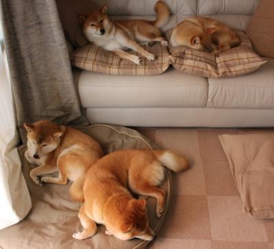 爱游戏体育app-法甲新星崛起：闪耀未来，走向巅峰，法甲前瞻推荐