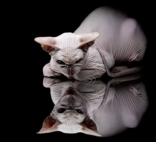 跳水细节出色奥地利斩获高分，奥地利跳远运动员